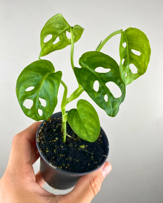 monstera adansonii easy to care houseplant canada