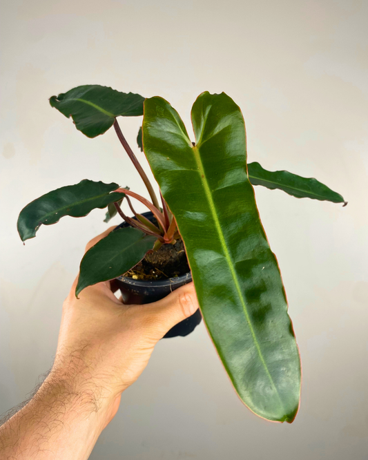 Feuilles allongées vert foncé presque noires du Philodendron billietiae Black.