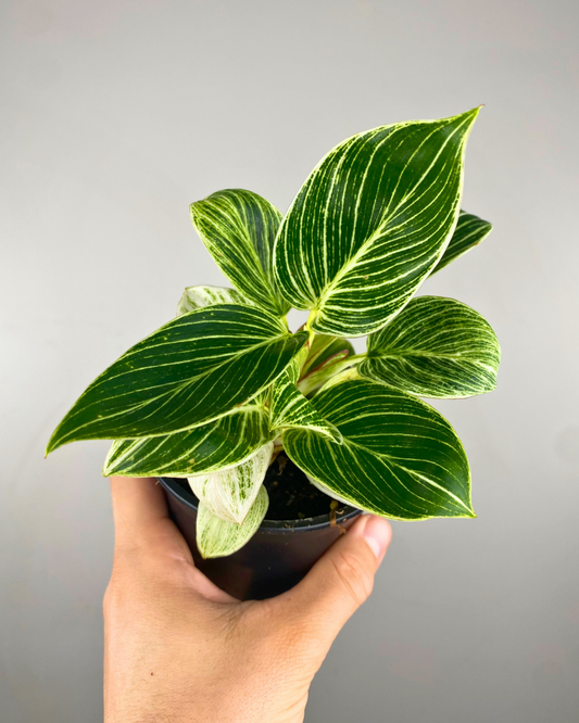 Feuilles vert foncé striées de blanc du Philodendron Birkin.