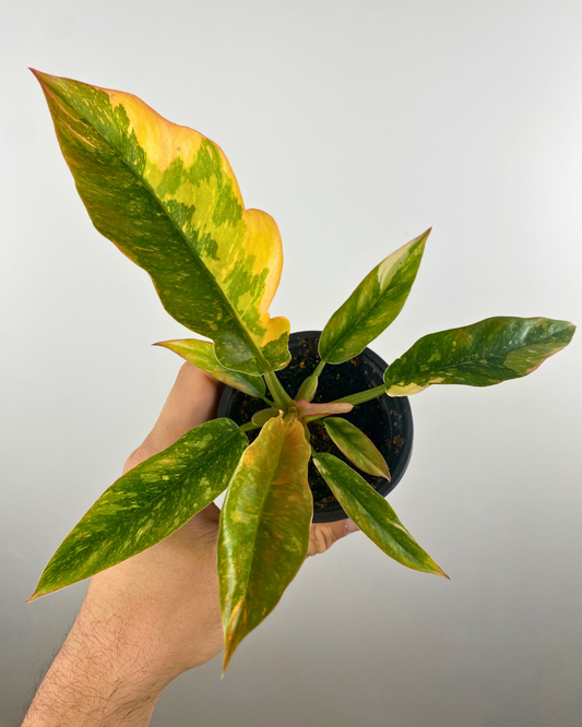 Feuilles tricolores dentelées du Philodendron Ring of Fire en pot.
