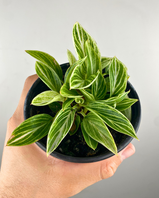 Philodendron White Measure au feuillage vert foncé nervuré de blanc dans un pot décoratif.
