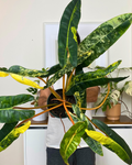Feuille de Philodendron billietiae variegata avec panachure crème et verte