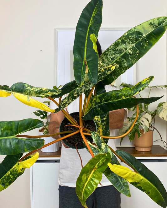 Feuille de Philodendron billietiae variegata avec panachure crème et verte