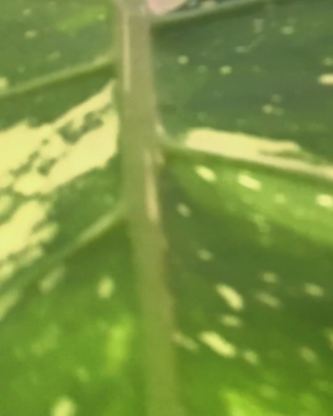 monstera-thai-constellation-video-XXL