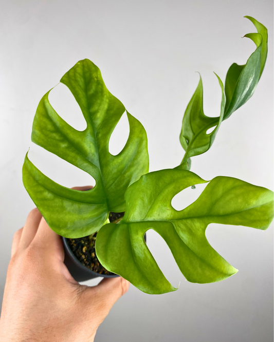 Feuillage découpé de Rhaphidophora tetrasperma sur tuteur dans un salon lumineux.