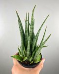 Feuilles cylindriques argentées dressées de Sansevieria Fernwood Icicle en pot moderne.