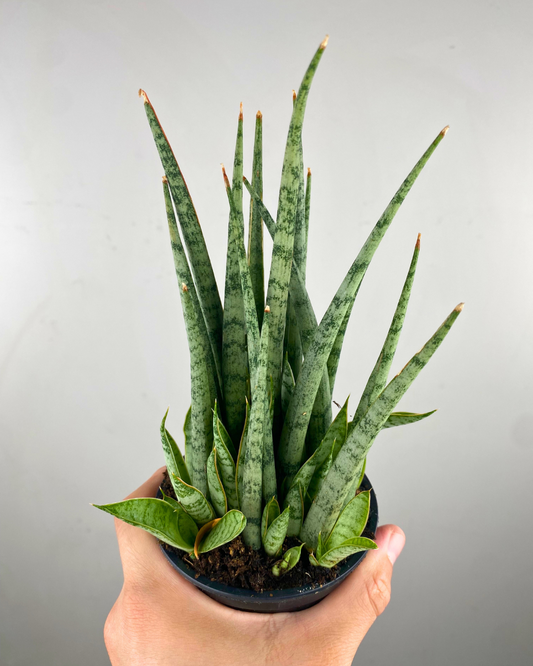Feuilles cylindriques argentées dressées de Sansevieria Fernwood Icicle en pot moderne.
