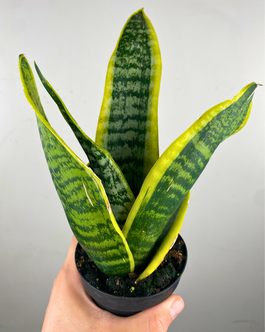 Sansevieria Superba en pot, feuillage dressé vert sombre et bord jaune vif.