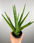 Sansevieria Tom Gracilis en rosette compacte, feuilles cylindriques vert clair striées.