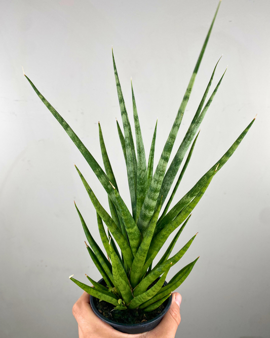 Sansevieria Fernwood Torch au port en touffe, feuillage élancé vert sombre strié.