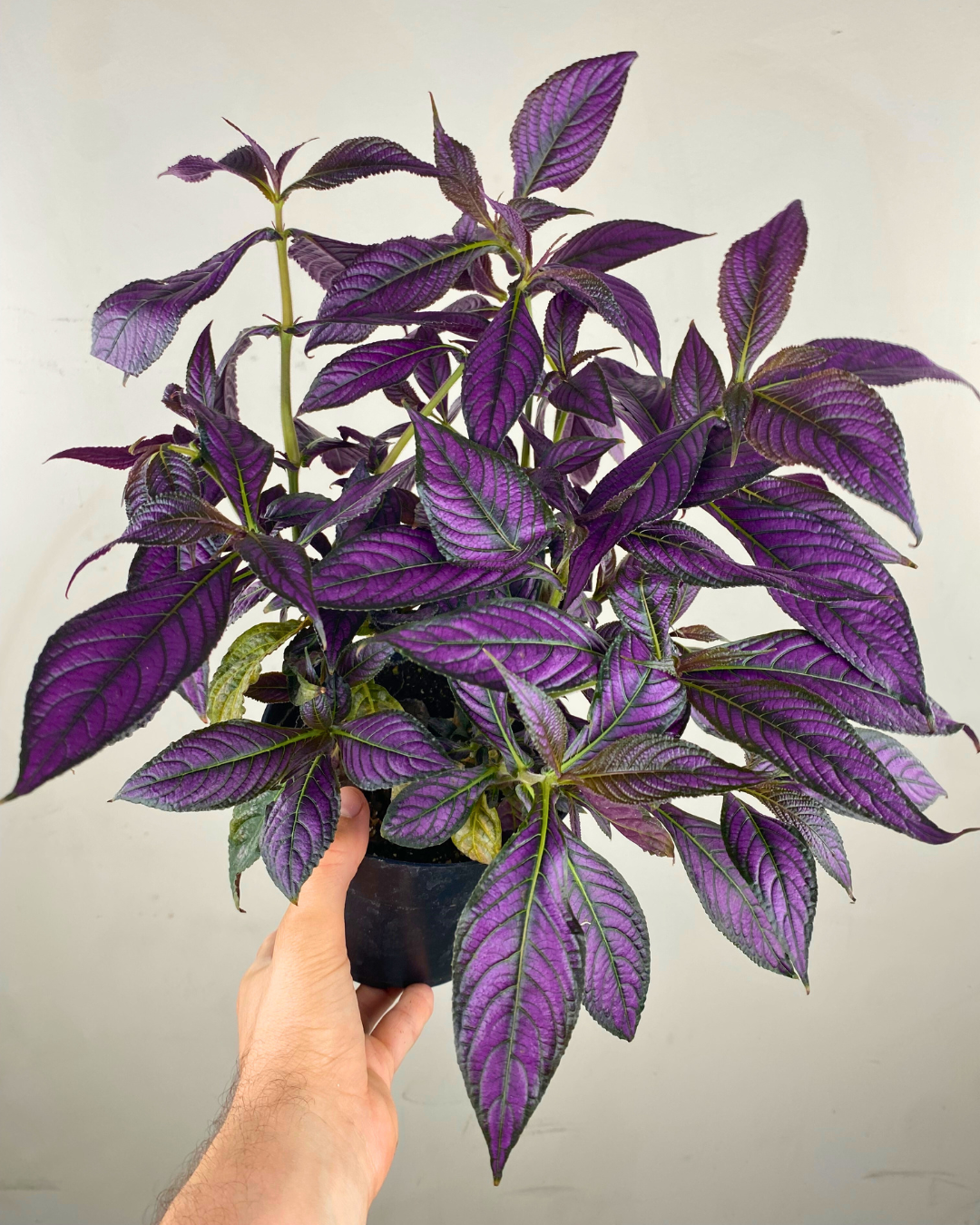Feuilles violettes et vert sombre brillantes du Strobilanthes dyerianus.