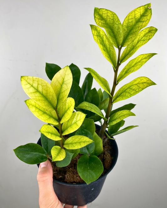 ZZ Chameleon aux feuilles vert doré brillant dans un pot décoratif.