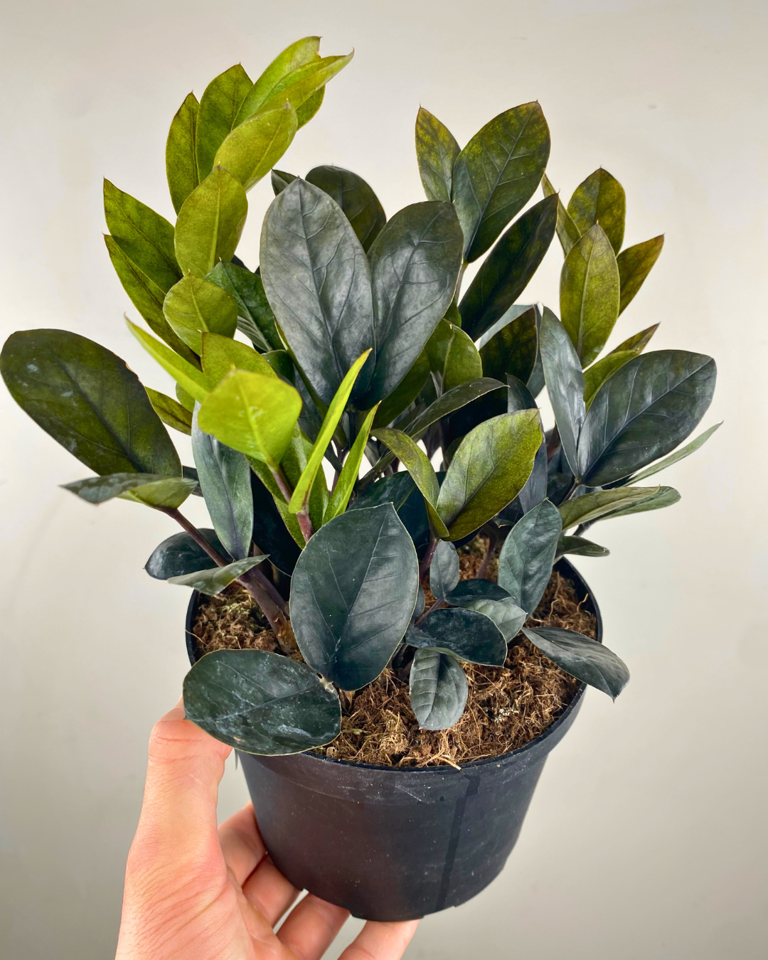 Feuillage noir profond de ZZ Raven en pot moderne sur fond clair.