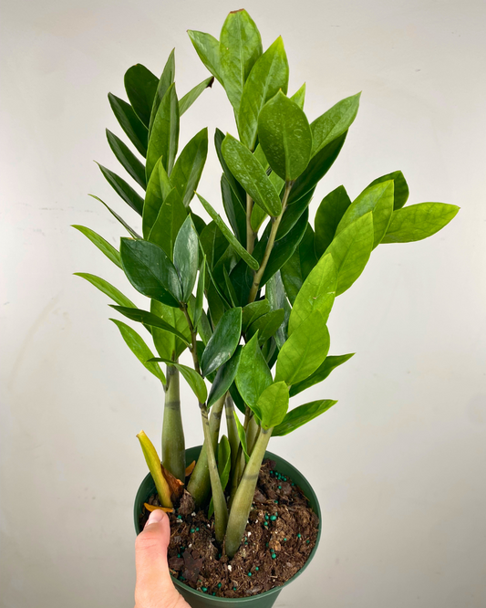 ZZ plant en pot, aux tiges brillantes dressées et feuillage vert foncé lustré.